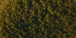 Europe : les forêts ne pourront pas freiner le réchauffement