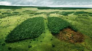 Déforestation : chaque Français détruit l’équivalent de 352m² de forêts