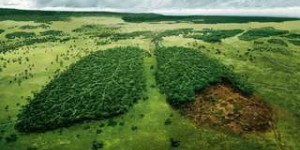 Déforestation : chaque Français détruit l’équivalent de 352m² de forêts