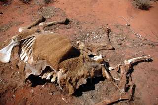 Australie : une vague de chaleur meurtrière cause la mort de milliers d'animaux