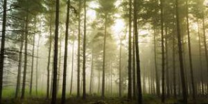 Quels sont les impacts du réchauffement climatique sur les forêts ?