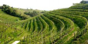 En Italie, chaque bouteille de prosecco détruit 4,4 kg de montagne