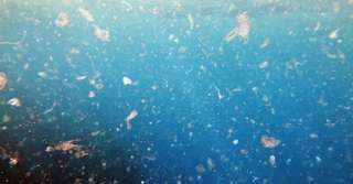 Des microplastiques retrouvés jusque dans la fosse des Mariannes