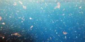 Des microplastiques retrouvés jusque dans la fosse des Mariannes