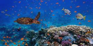 Le réchauffement climatique accélère les changements biologiques dans l’océan