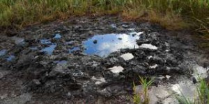Des sols pollués au pétrole lourd décontaminés et rendus fertiles