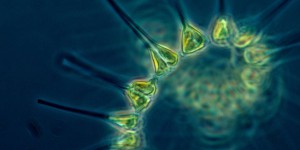 Océan : le phytoplancton subit un déclin inquiétant depuis 150 ans