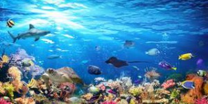 Réchauffement climatique : la population d’animaux marins pourrait diminuer de 17 % d'ici 2100