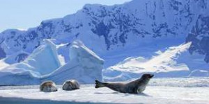 Antarctique : la banquise fond à toute allure depuis 2014
