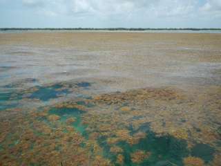 La plus grande mer d’algues sargasses du monde mesure 8.850 kilomètres
