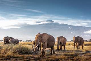 La CITES veut resserrer l’étau sur le braconnage des éléphants et des rhinocéros