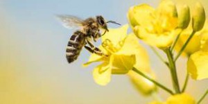 Néonicotinoïdes : interdits depuis 2013, ces pesticides continuent de décimer les abeilles