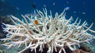 La Grande Barrière de Corail va de plus en plus mal