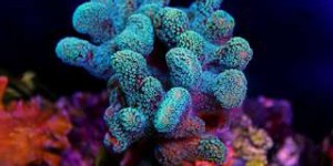 Du « super corail » pour sauver les récifs