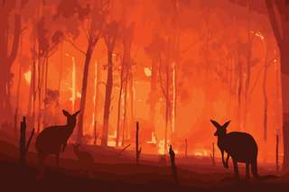 Incendies en Australie : beaucoup d’espèces menacées ont leur habitat détruit
