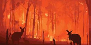 Incendies en Australie : beaucoup d’espèces menacées ont vu leur habitat détruit