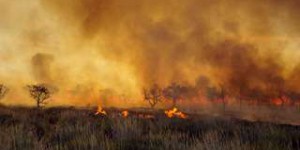 Incendies en Australie : probablement des milliards d’animaux sont morts