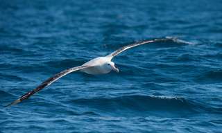 La pêche illégale estimée grâce à des albatros espions