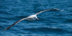 La pêche illégale estimée grâce à des albatros espions