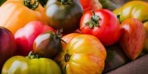 La culture des tomates en France menacée par une nouvelle maladie