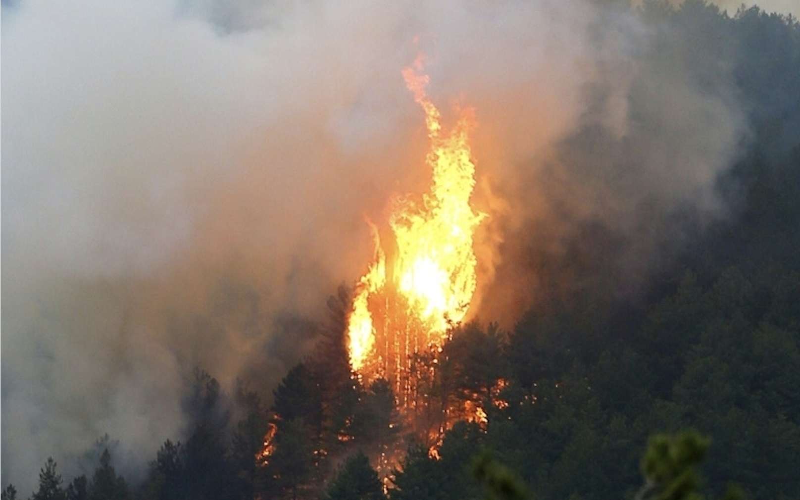 Incendie en Corse : plus de 1.000 hectares de végétation détruits