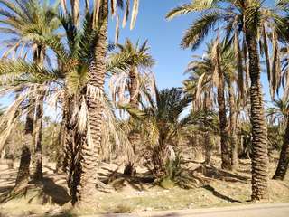 Au Maroc : le réchauffement climatique menace des oasis ancestrales de disparition