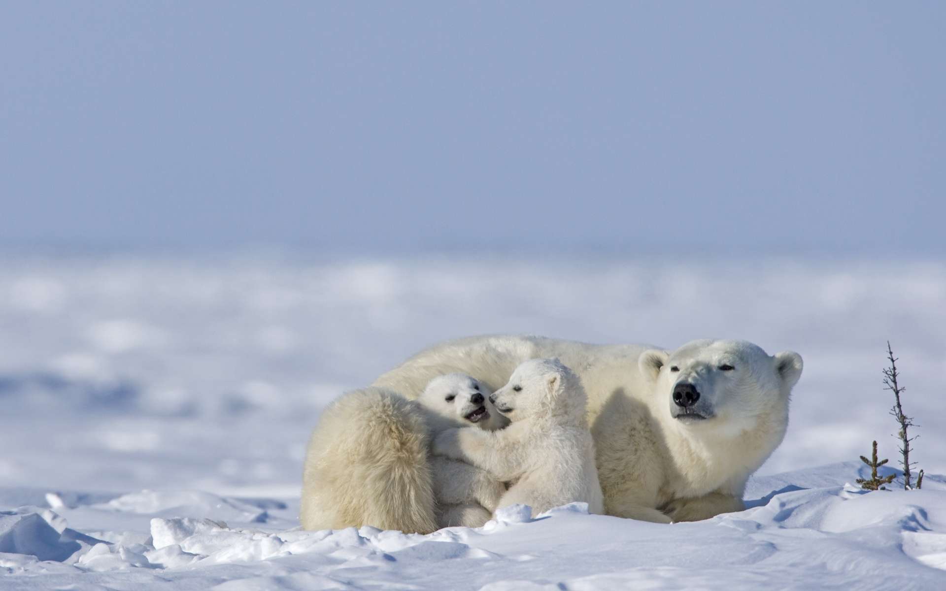 Les ours polaires s’entre-dévorent pour survivre dans l'Arctique russe