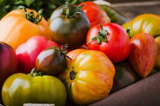 Tomates, poivrons et piments sont menacés par un nouveau virus en France