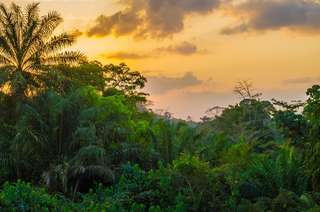 Les forêts tropicales perdent leur capacité à absorber le CO2