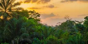 Les forêts tropicales perdent leur capacité à absorber le CO2