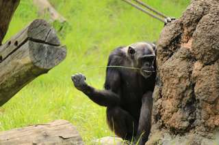 Chez les chimpanzés, chacun sa technique pour pêcher la termite