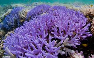 Pourquoi certains coraux deviennent subitement fluo