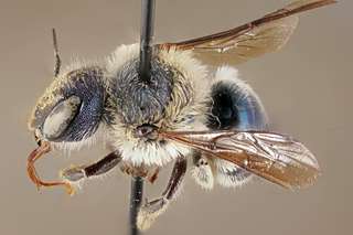 Une espèce d'abeille bleue réapparaît en Floride !
