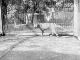 Exceptionnel : la vidéo du dernier tigre de Tasmanie