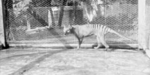 Exceptionnel : la vidéo du dernier tigre de Tasmanie
