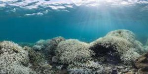 Les fonds marins ne sont pas épargnés par la montée des températures