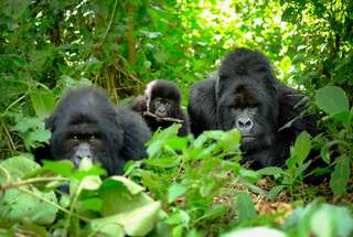 Les gorilles ont une vie sociale active