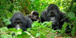 Les gorilles ont une vie sociale active