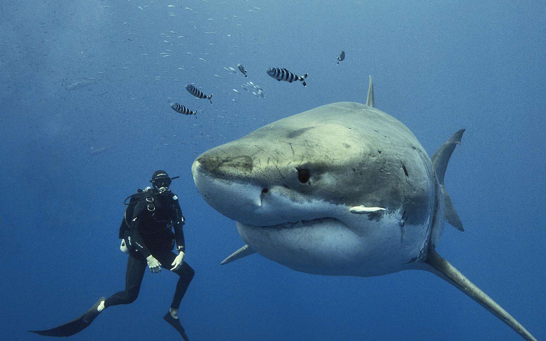 Plongée avec les requins : les conseils de Steven Surina
