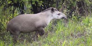 Le tapir pourrait sauver la forêt amazonienne