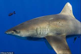 Les cicatrices de ce requin sont les traces de son combat avec un céphalopode géant