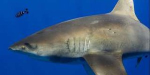Les cicatrices de ce requin sont les traces de son combat avec un céphalopode géant