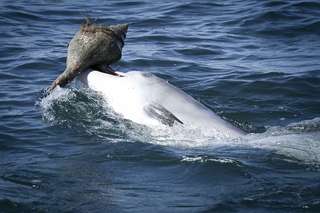 Les dauphins apprennent à piéger les poissons dans des coquillages
