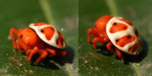 Étrangeté du vivant : cette araignée ressemble à une tortue orange