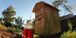 Le Flow Hive, ou comment récolter du miel sans déranger la ruche