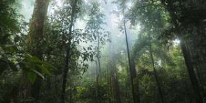 La forêt tropicale et sa biodiversité disparaissent à un rythme alarmant