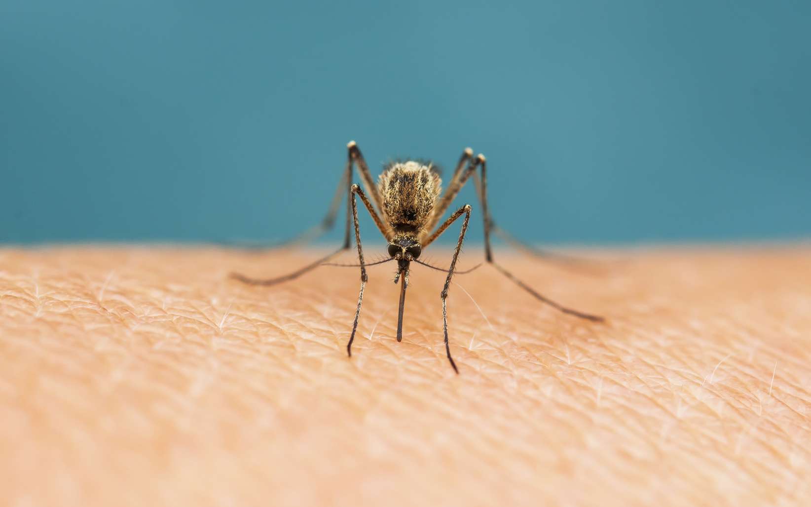 Les moustiques attirés par l'odeur d'acide lactique dans la sueur humaine