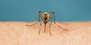 Les moustiques attirés par l'odeur d'acide lactique dans la sueur humaine