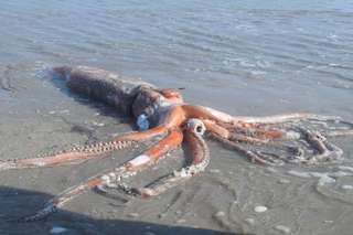 Rare : un calmar géant échoué sur une plage d’Afrique du Sud