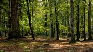 Le réchauffement climatique rend les forêts plus jeunes et les arbres plus petits